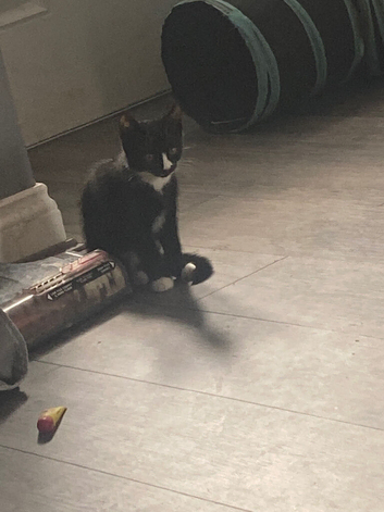 Kittens for sale