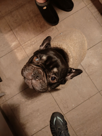 French bulldog bitch