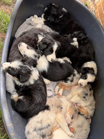 Border collie puppies for sale