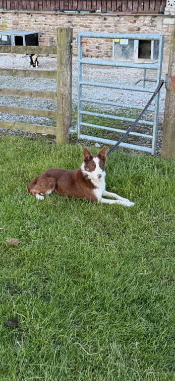 Red 14 month old collie