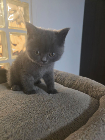 Kitten