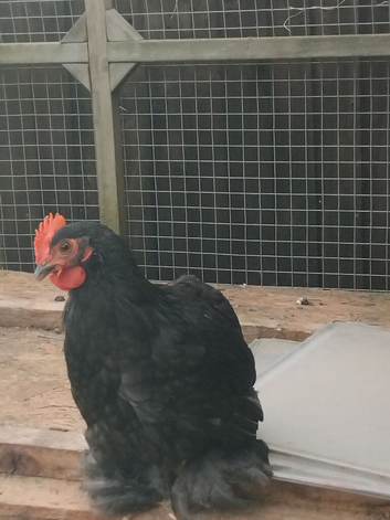 Pekin bantam Roos