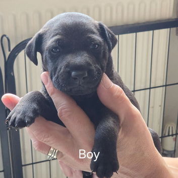 Gorgeous Patterdale puppies
