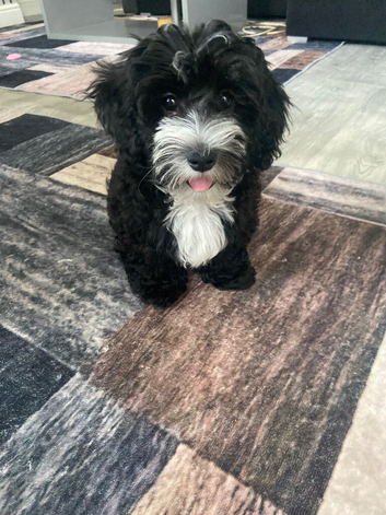 Beautiful 4-Month-Old Maltipoo Puppy - Fully Vaccinated & Microchipped ️