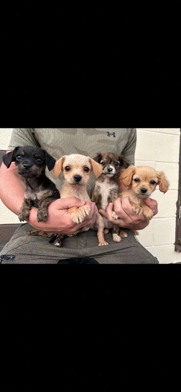 puppy