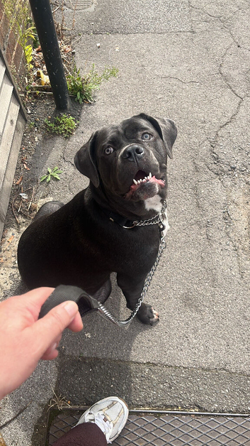 Pure bred blue cane corso