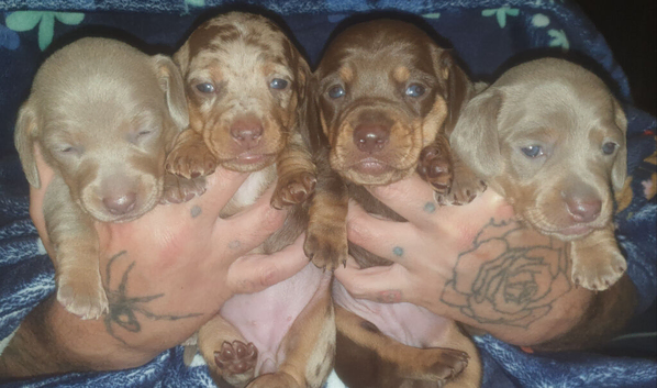 Cute little Miniature Dachshunds
