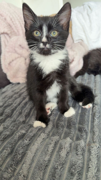 Kitten and muma cat for rehoming asap