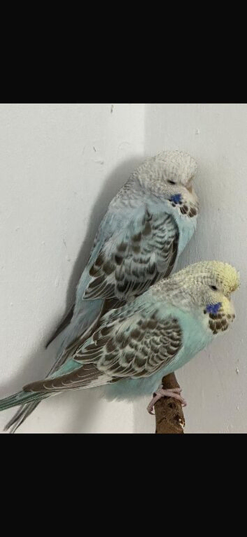 Exhibition baby budgie