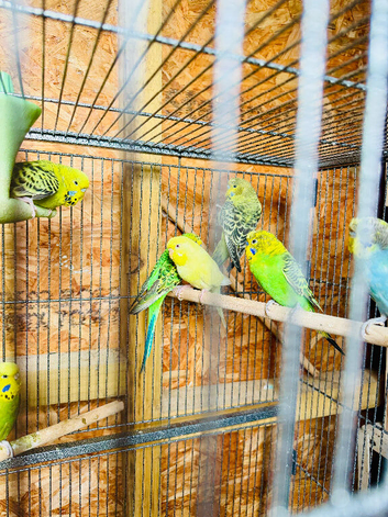 Young budgies
