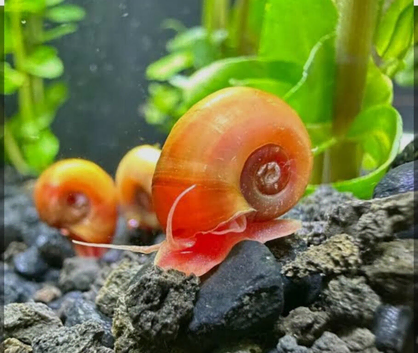 RAMSHORN SNAILS &mdash; &pound;2 EACH