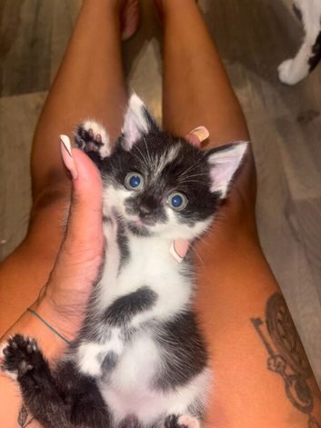 4 female kittens available