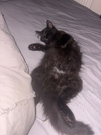 Beautiful Long-Haired Female Kitten Looking for a Loving Home