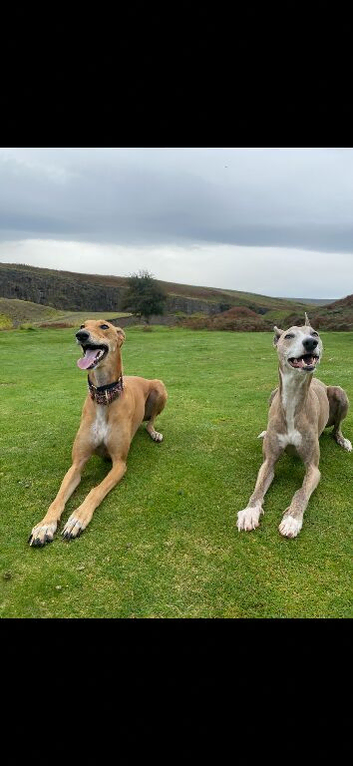 Two greyhounds