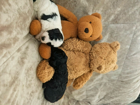 Adorable Cockerpoo puppies!