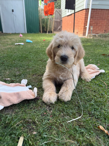 * LAST TWO* Goldendoodles Essex