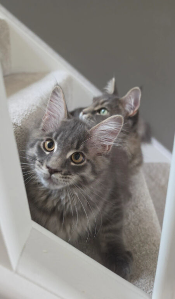 MAINE COON SILVER BLUE TABBY KITTEN BOY FOR SALE