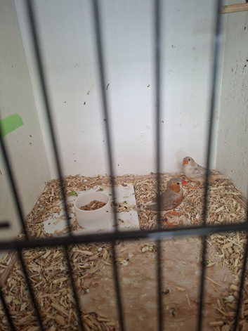 Pair zebra of finches