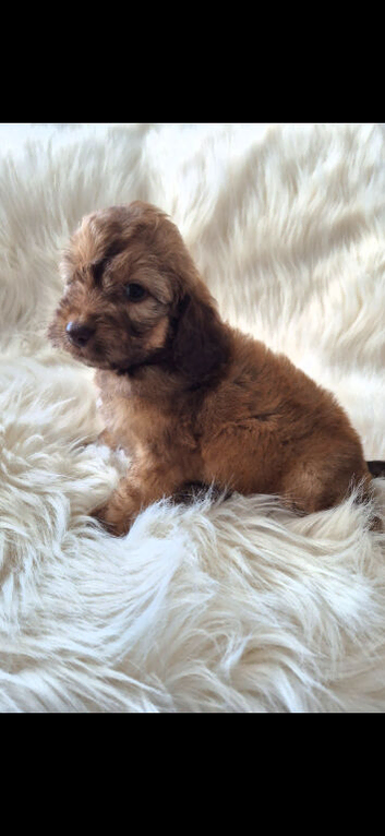 2 COCKAPOO BOYS LEFT READY TO LEAVE THIS WEEKEND