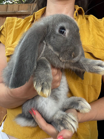 Beautiful Quality French Lops