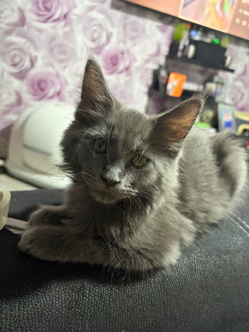 Beautifull 12 week old female maincoon