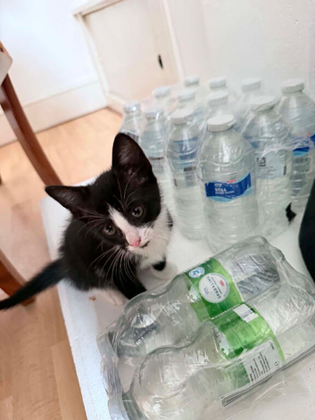 3 beautiful kittens looking for a new home boy and girl