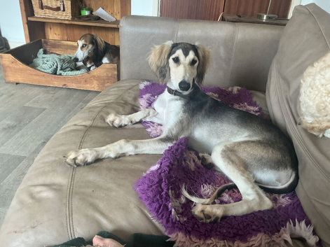 Beautiful KC registered puppies