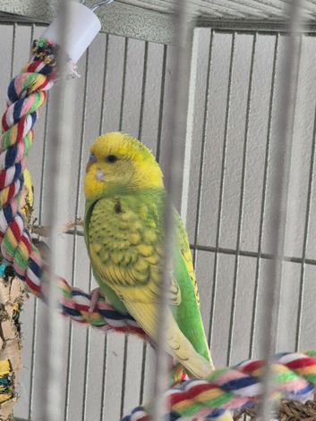 Young Male Budgie