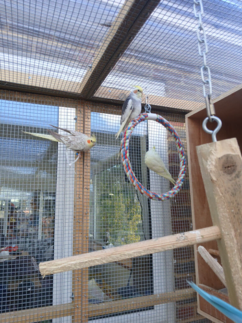 for sale ringnecks &pound;200 each semi tame and cockatiels &pound;80 each