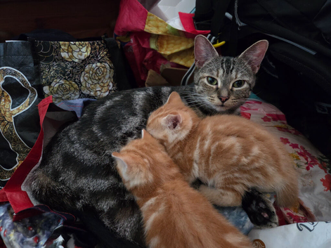 3 Ginger Ninjas for loving homes