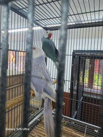 Breeding Pairs of Indian Ringnecks for sale
