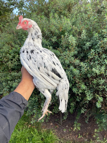 Pure lassani Bengham aseel hen