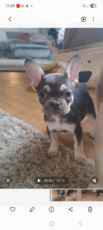Last french bull dog puppy chocolate and tan