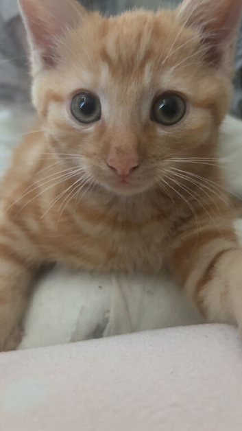 kitten