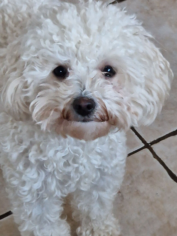CAVAPOO FEMALE PUPPY
