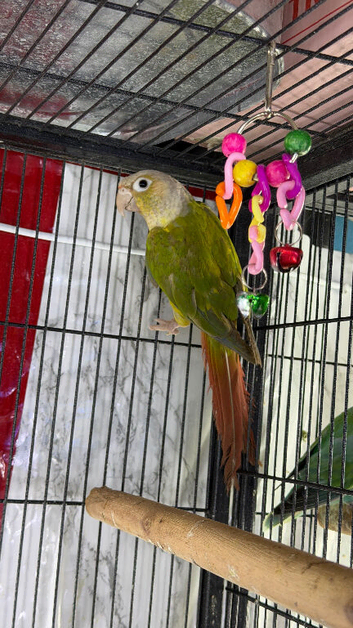 Baby&rsquo;s green cheek conure