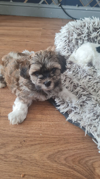 Malshi puppies