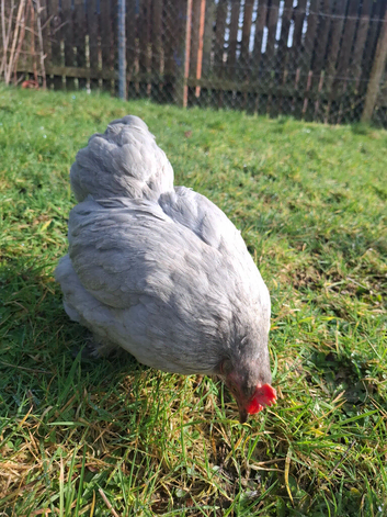 Bantam hen for good home from