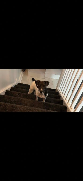 Jack Russell