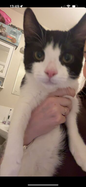 Kitten - echo
