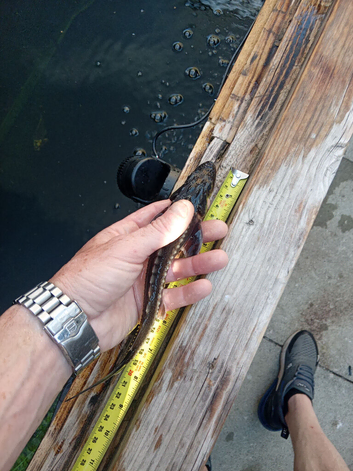Diamond back sturgeon
