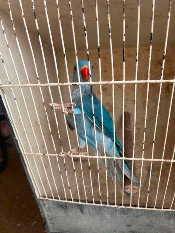 This years young Ringnecks