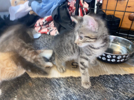 Male kitten