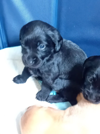 Stunning cockedors for sale