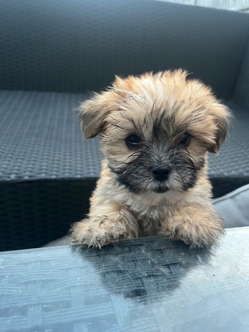 Fluffy toy Korean morkie puppies