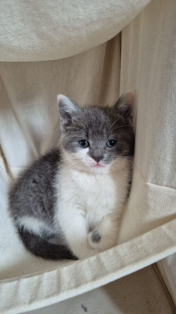 Kittens forsale