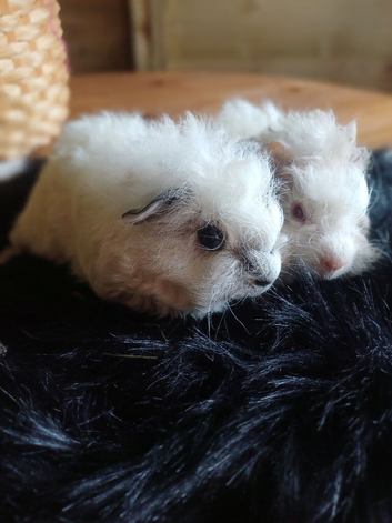 Skinny pigs and carriers