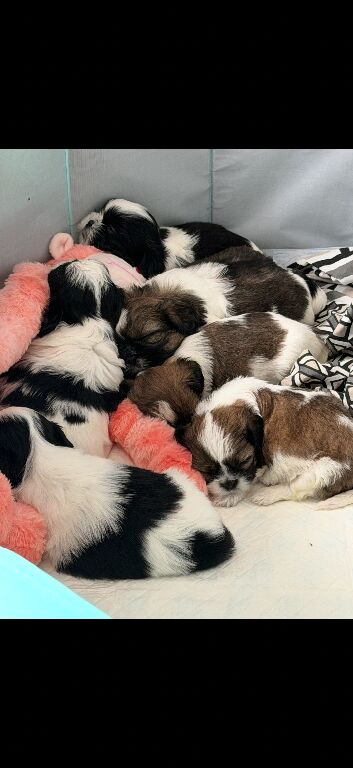 Shih Tzu puppies for sale