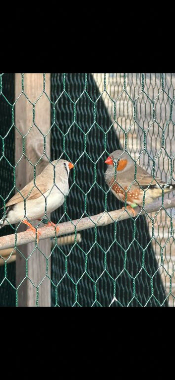 Zabra finch