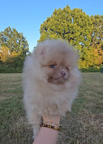 CHIAO LI YA lineage pomeranian puppies